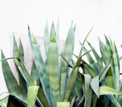 Photo Garden design