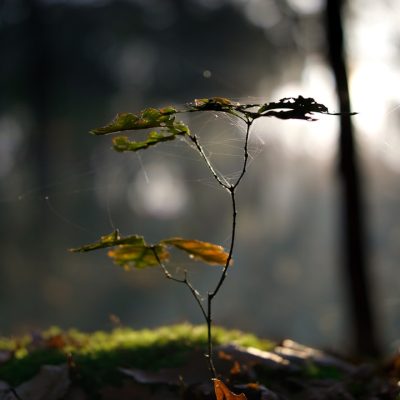 Photo Forest scene