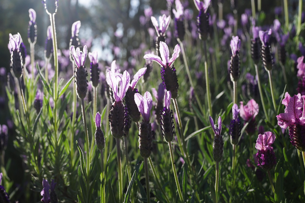 Diffuser met geurige lente-oliën voor verbetering humeur.