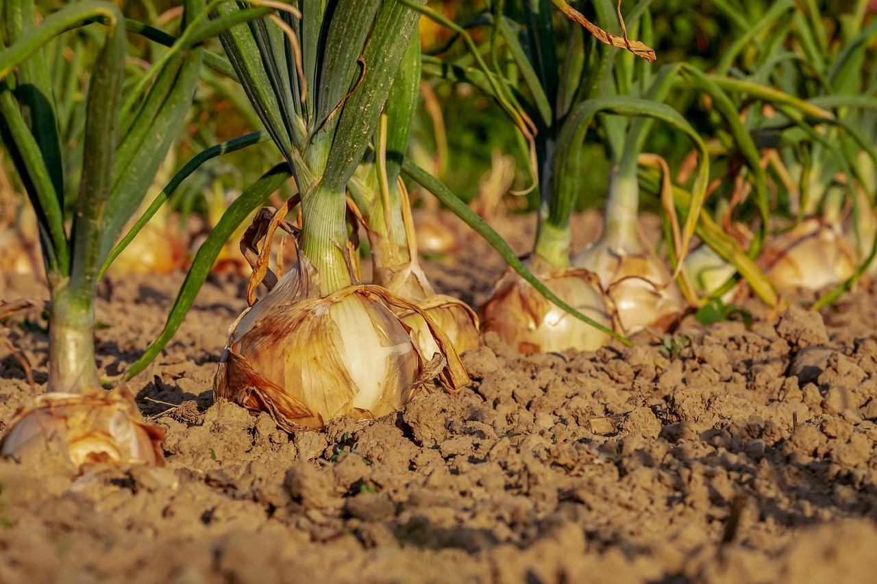 Verse sla en spinazie in rijtjes geplant.